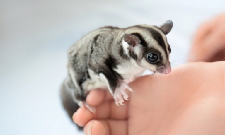 What Should You Do If Your Sugar Glider Runs Away