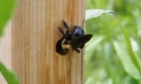 How to Get Rid of Carpenter Bees