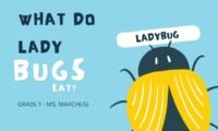 What Do Ladybugs Eat