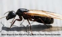 how to get rid of flying ants